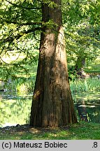 Taxodium distichum (cypryśnik błotny)