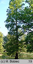 Taxodium distichum (cypryśnik błotny)