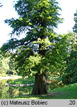 Taxodium distichum (cypryśnik błotny)