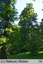 Taxodium distichum (cypryśnik błotny)