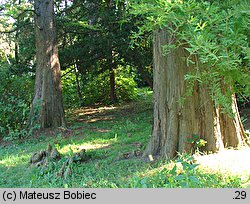 Taxodium distichum (cypryśnik błotny)