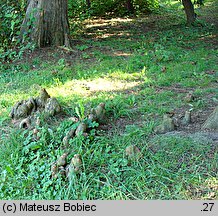 Taxodium distichum (cypryśnik błotny)