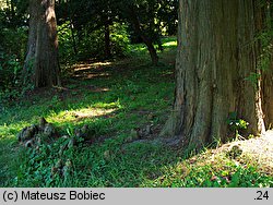 Taxodium distichum (cypryśnik błotny)