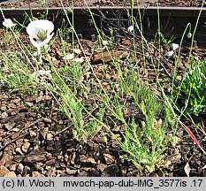 Papaver albiflorum