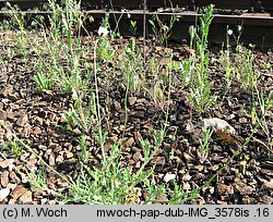 Papaver albiflorum