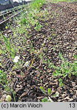 Papaver albiflorum