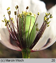 Papaver albiflorum