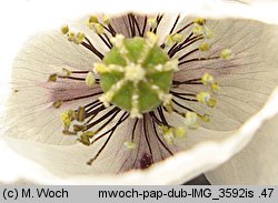 Papaver albiflorum