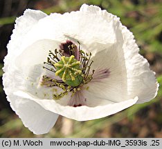 Papaver albiflorum