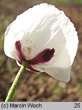 Papaver albiflorum