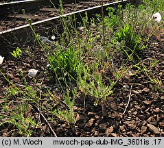 Papaver albiflorum