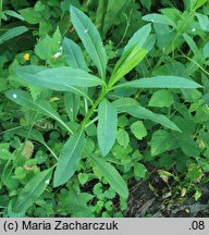 Senecio fluviatilis (starzec nadrzeczny)