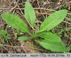 Senecio fluviatilis (starzec nadrzeczny)