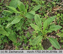 Senecio fluviatilis (starzec nadrzeczny)