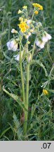 Senecio congestus (starzec błotny)