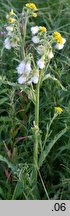 Senecio congestus (starzec błotny)