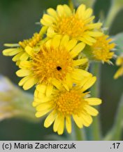 Senecio congestus (starzec błotny)