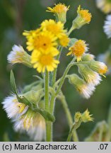 Senecio congestus (starzec błotny)