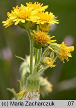 Senecio congestus (starzec błotny)