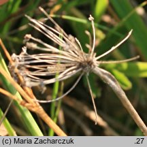 Allium angulosum (czosnek kątowaty)