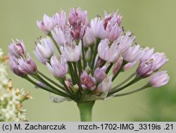 Allium angulosum (czosnek kÄ…towaty)
