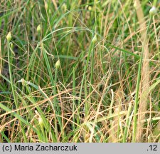 Allium angulosum (czosnek kątowaty)