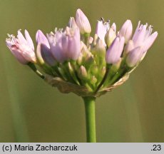 Allium angulosum (czosnek kątowaty)