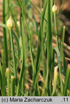 Allium angulosum (czosnek kątowaty)