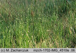 Allium angulosum (czosnek kątowaty)