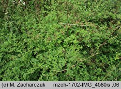 Geranium sibiricum ssp. sibiricum (bodziszek syberyjski)