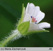 Geranium sibiricum ssp. sibiricum (bodziszek syberyjski)