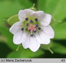 Geranium sibiricum ssp. sibiricum (bodziszek syberyjski)