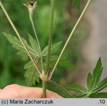 Geranium sibiricum ssp. sibiricum (bodziszek syberyjski)