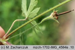 Geranium sibiricum ssp. sibiricum (bodziszek syberyjski)