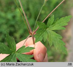 Geranium sibiricum ssp. sibiricum (bodziszek syberyjski)