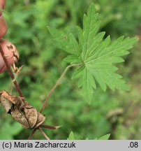 Geranium sibiricum ssp. sibiricum (bodziszek syberyjski)