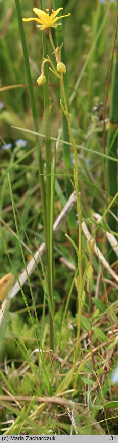 Saxifraga hirculus (skalnica torfowiskowa)