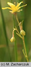 Saxifraga hirculus (skalnica torfowiskowa)