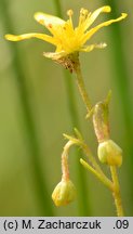 Saxifraga hirculus (skalnica torfowiskowa)