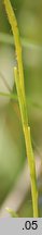 Saxifraga hirculus (skalnica torfowiskowa)