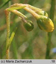 Saxifraga hirculus (skalnica torfowiskowa)