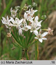 Allium ramosum (czosnek wonny)