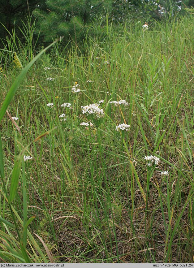 Allium ramosum (czosnek wonny)