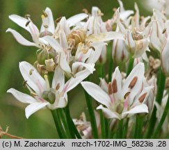 Allium ramosum (czosnek wonny)