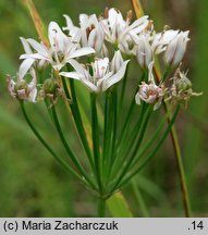 Allium ramosum (czosnek wonny)