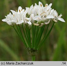 Allium ramosum (czosnek wonny)