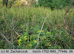 Senecio fluviatilis (starzec nadrzeczny)