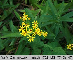 Senecio fluviatilis (starzec nadrzeczny)