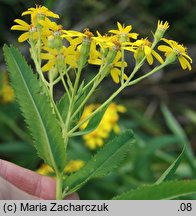 Senecio fluviatilis (starzec nadrzeczny)