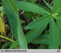 Senecio congestus (starzec błotny)